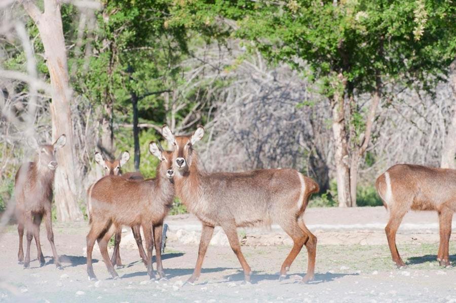 Vila Emanya@Etosha Namutoni Exteriér fotografie