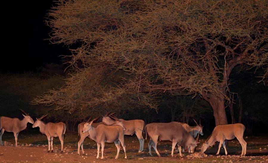 Vila Emanya@Etosha Namutoni Exteriér fotografie